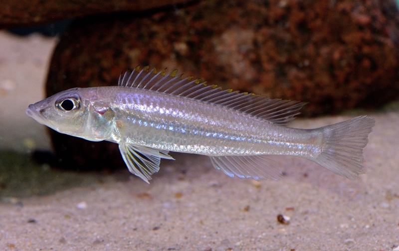 Reganochromis calliurus 'Chituta Bay'
